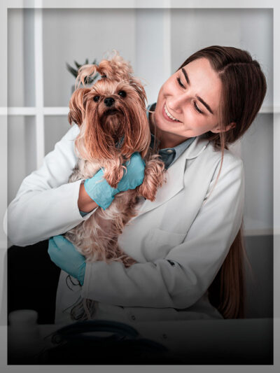 Mascotas y Veterinarios